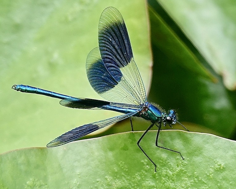 banded demoiselle